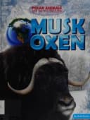 Musk Oxen